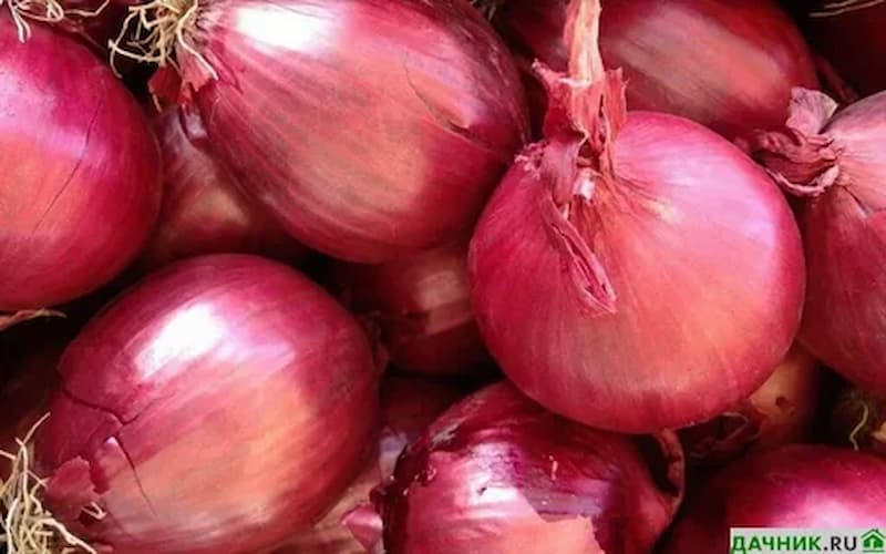 تصویر 1 از پیاز بنفش ارغوانی با لایه های لطیف و طعمی مانگار